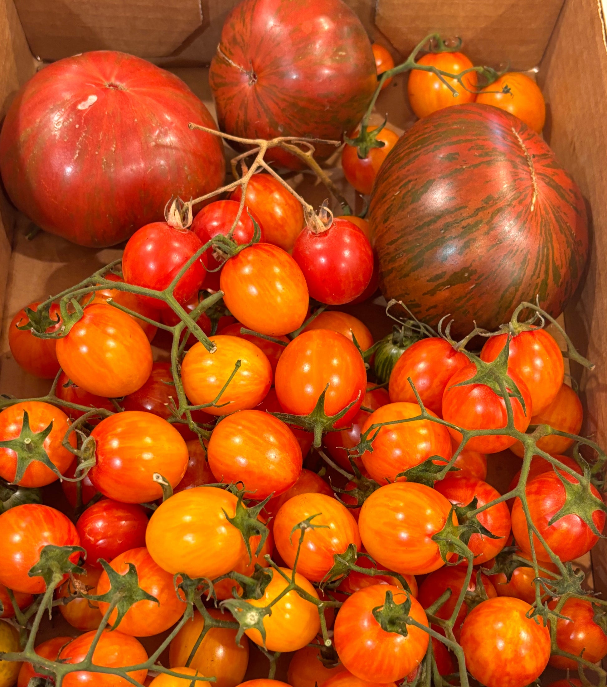 Variegated tomatoes including red and orange varieties in a cardboard box.