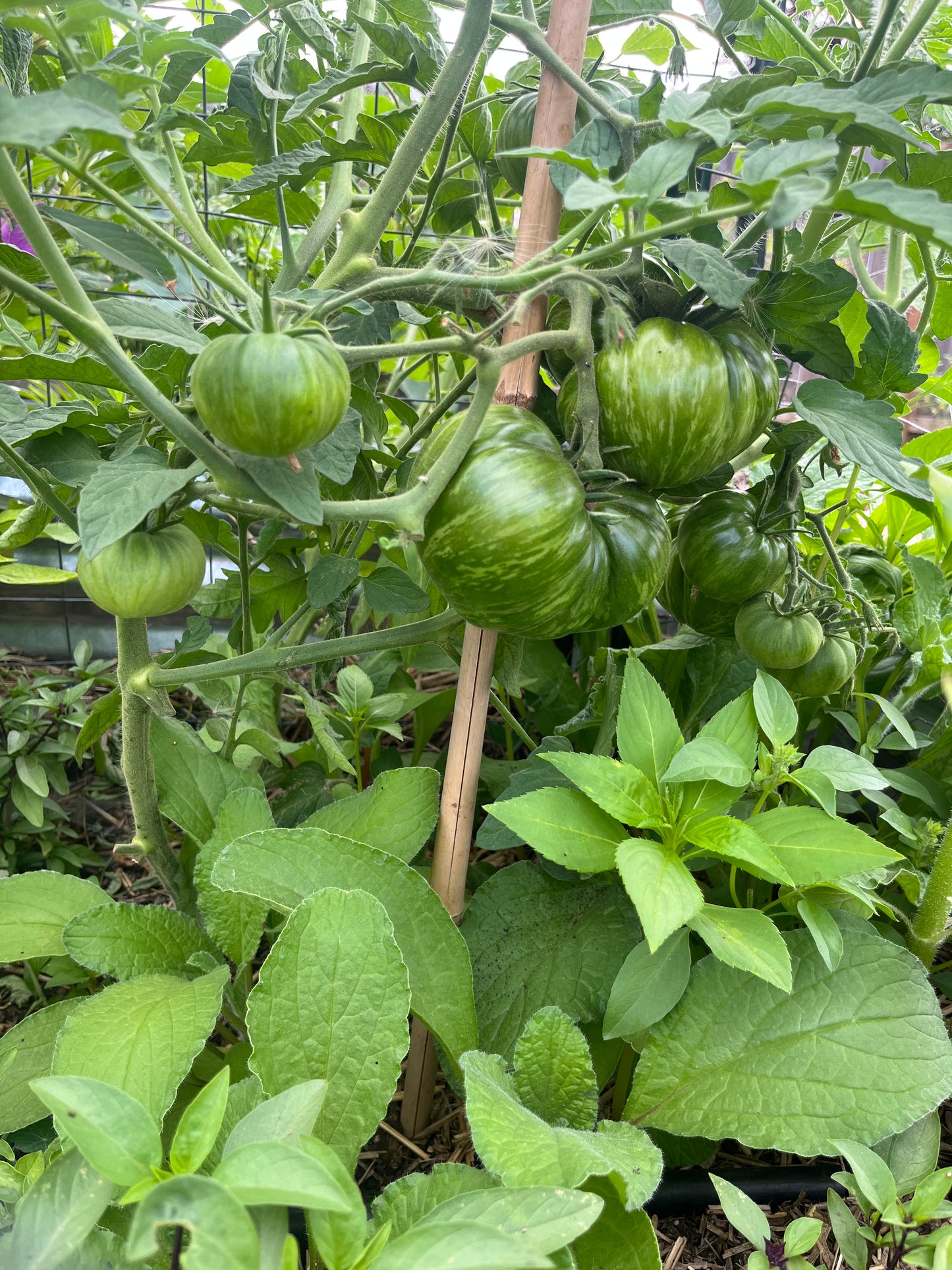 Variegated green tomatoes growing on a vine with leaves