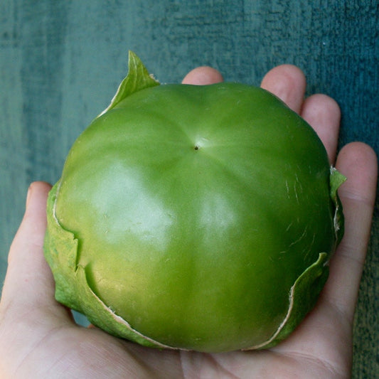 Tomatillo, Plaza Latina Giant Green