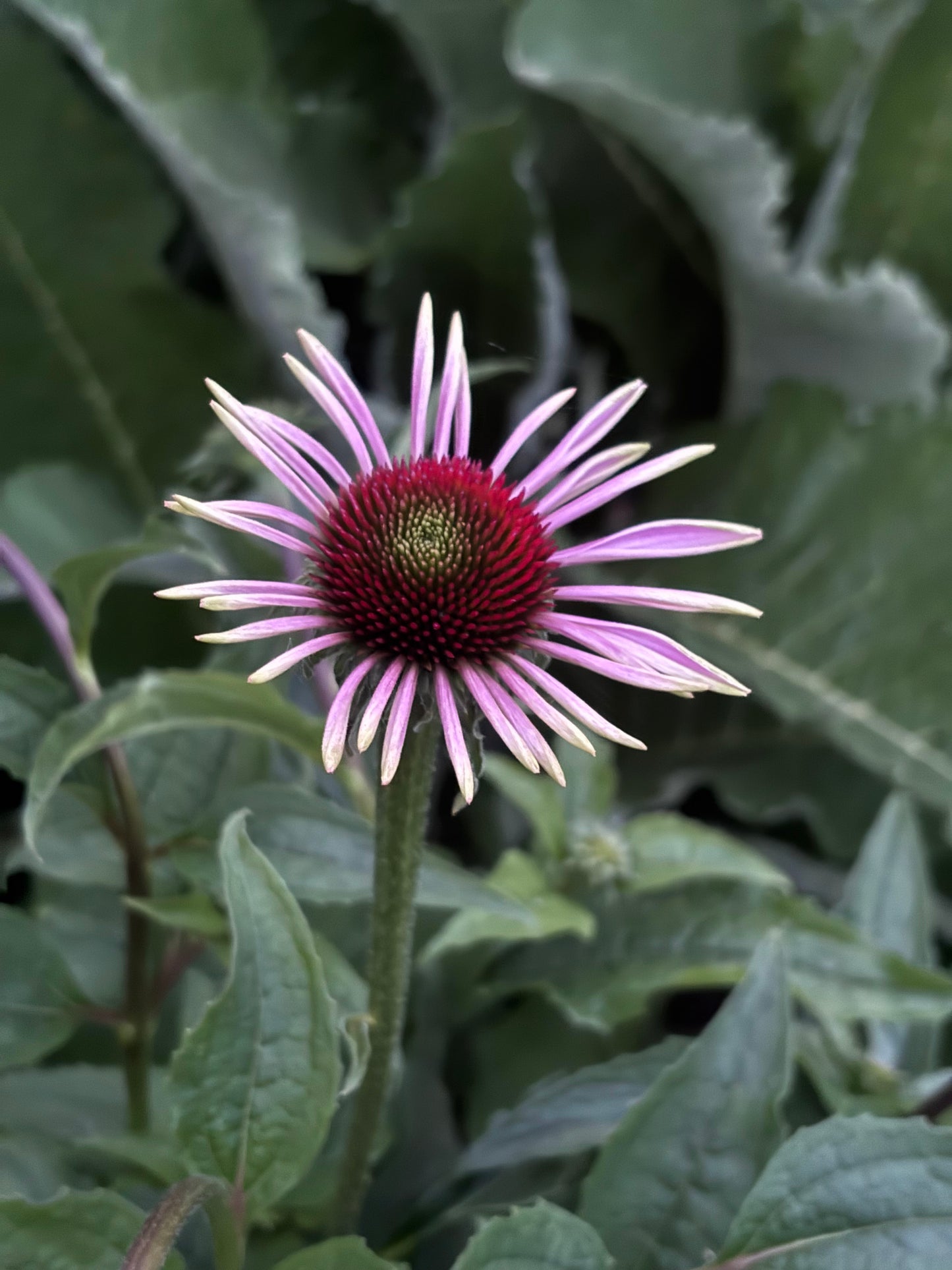 Purple coneflower with green leaves in the background