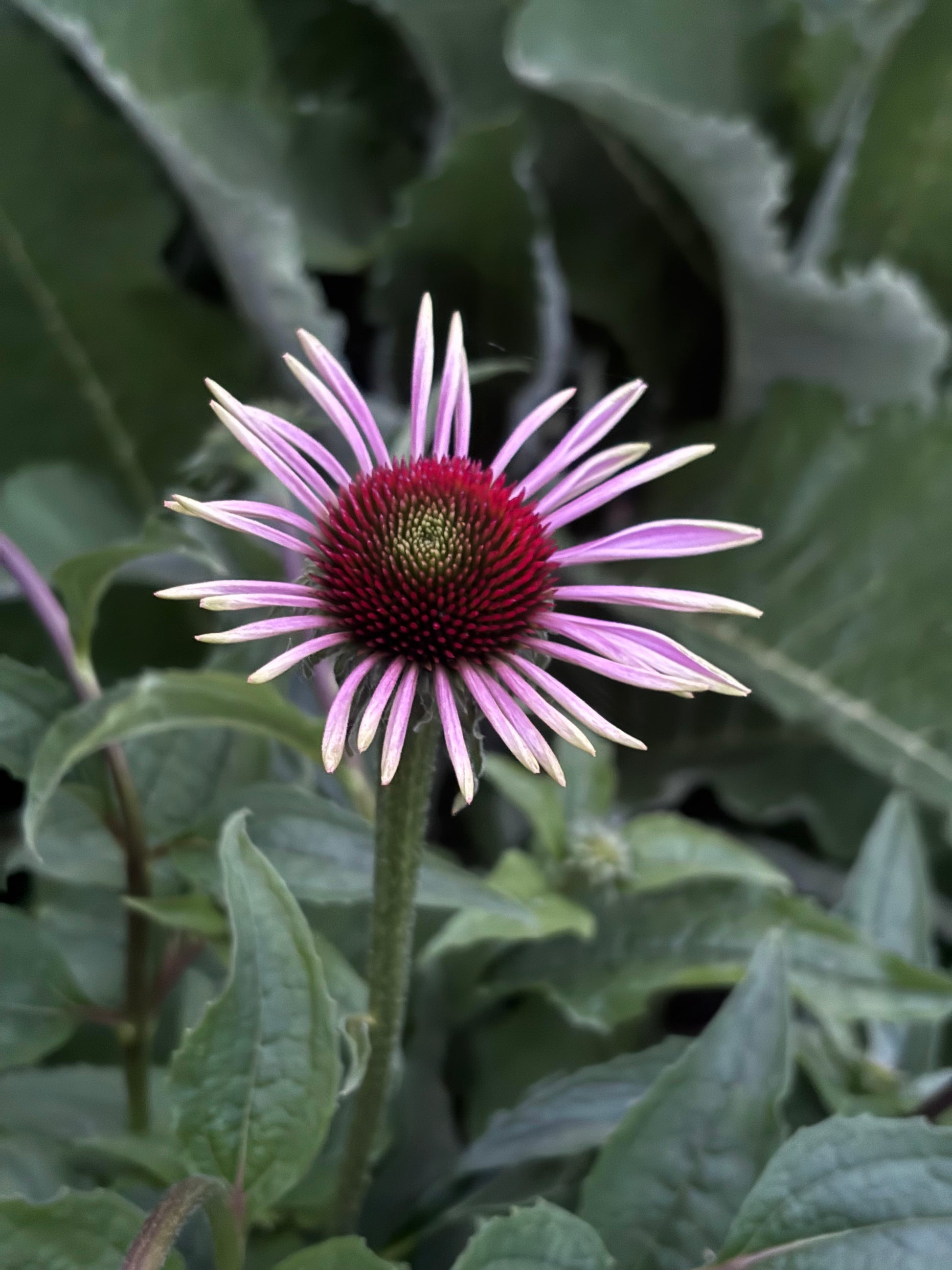 Purple coneflower with green leaves in the background