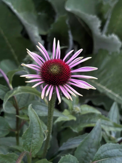 Purple coneflower with green leaves in the background