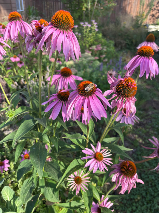 Purple coneflowers in a garden setting with green leaves and purple petals.  