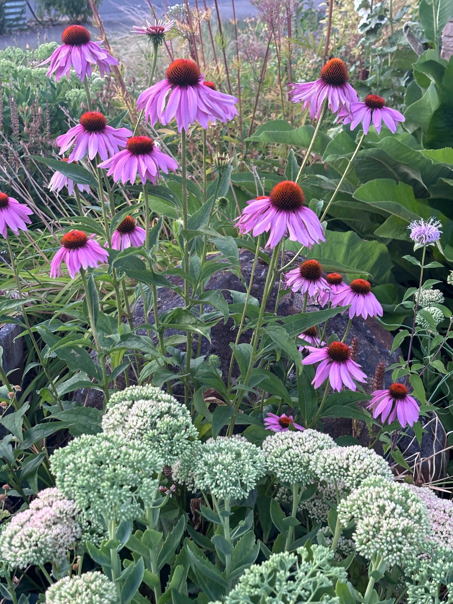 Purple coneflowers and green sedum plants in a garden setting