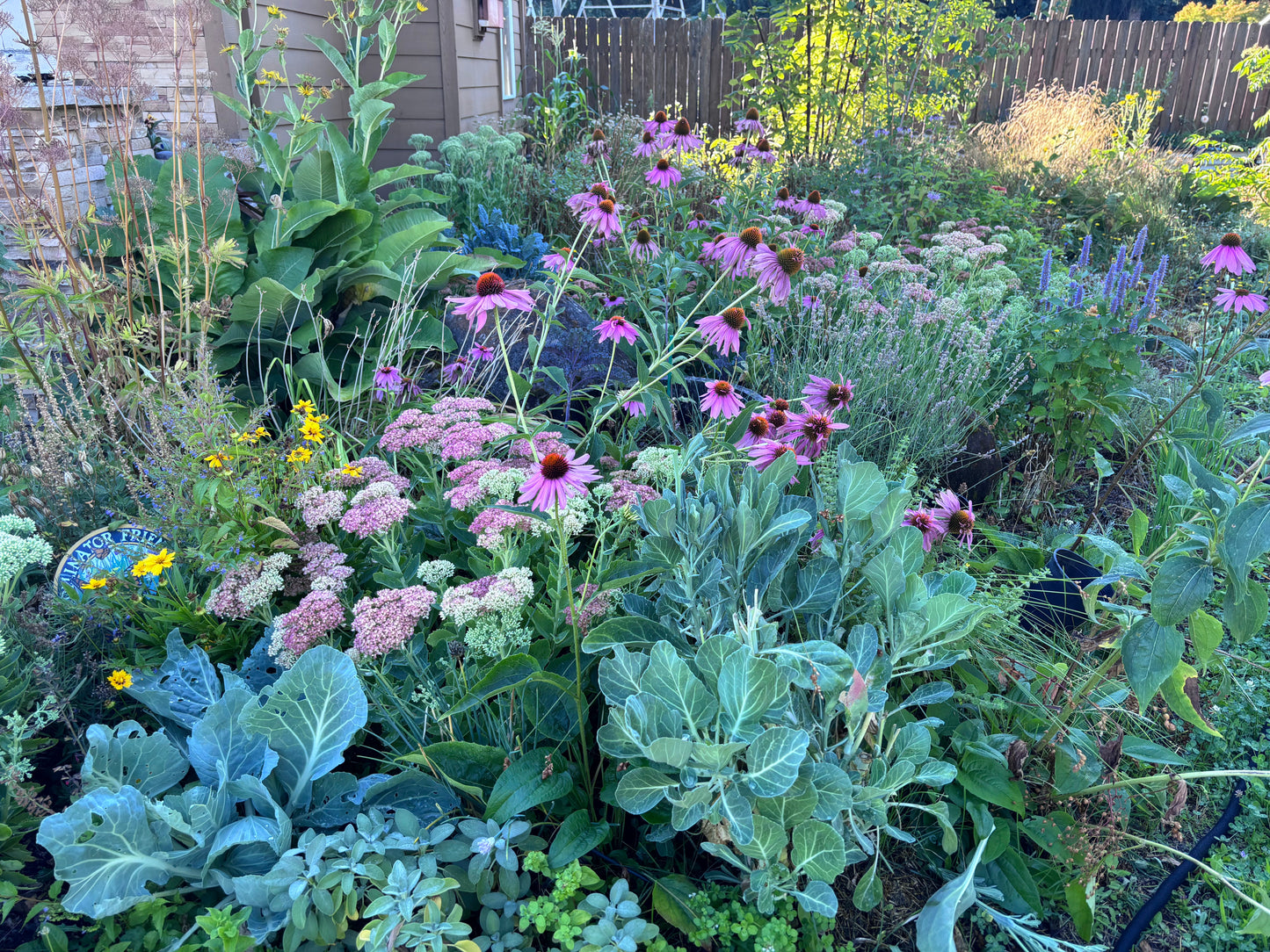 Edible landscape with a variety of plants and flowers, including purple coneflowers, cabbage, culinary herbs, medicinal plants and drought tolerant sedums.