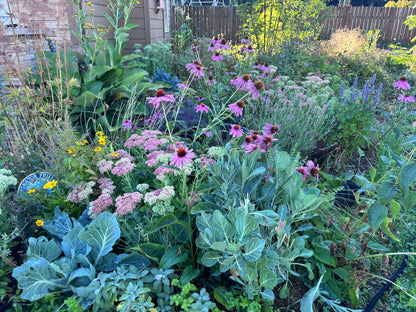 Edible landscape with a variety of plants and flowers, including purple coneflowers, cabbage, culinary herbs, medicinal plants and drought tolerant sedums.