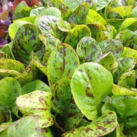 Lettuce, Speckled Trout Romaine 6pk