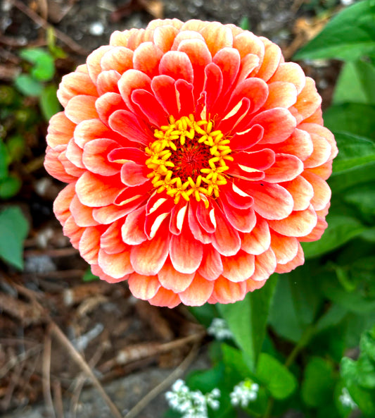 Zinnia, Salmon Rose