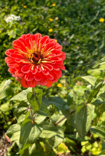 Zinnia, Salmon Rose