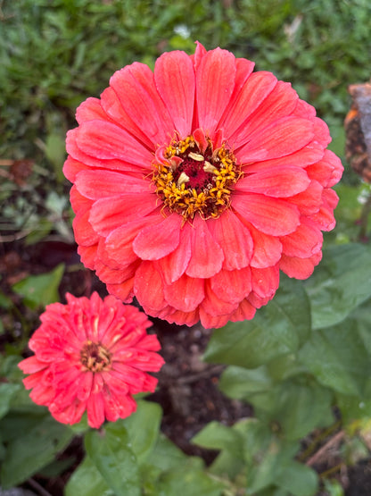 Zinnia, Salmon Rose