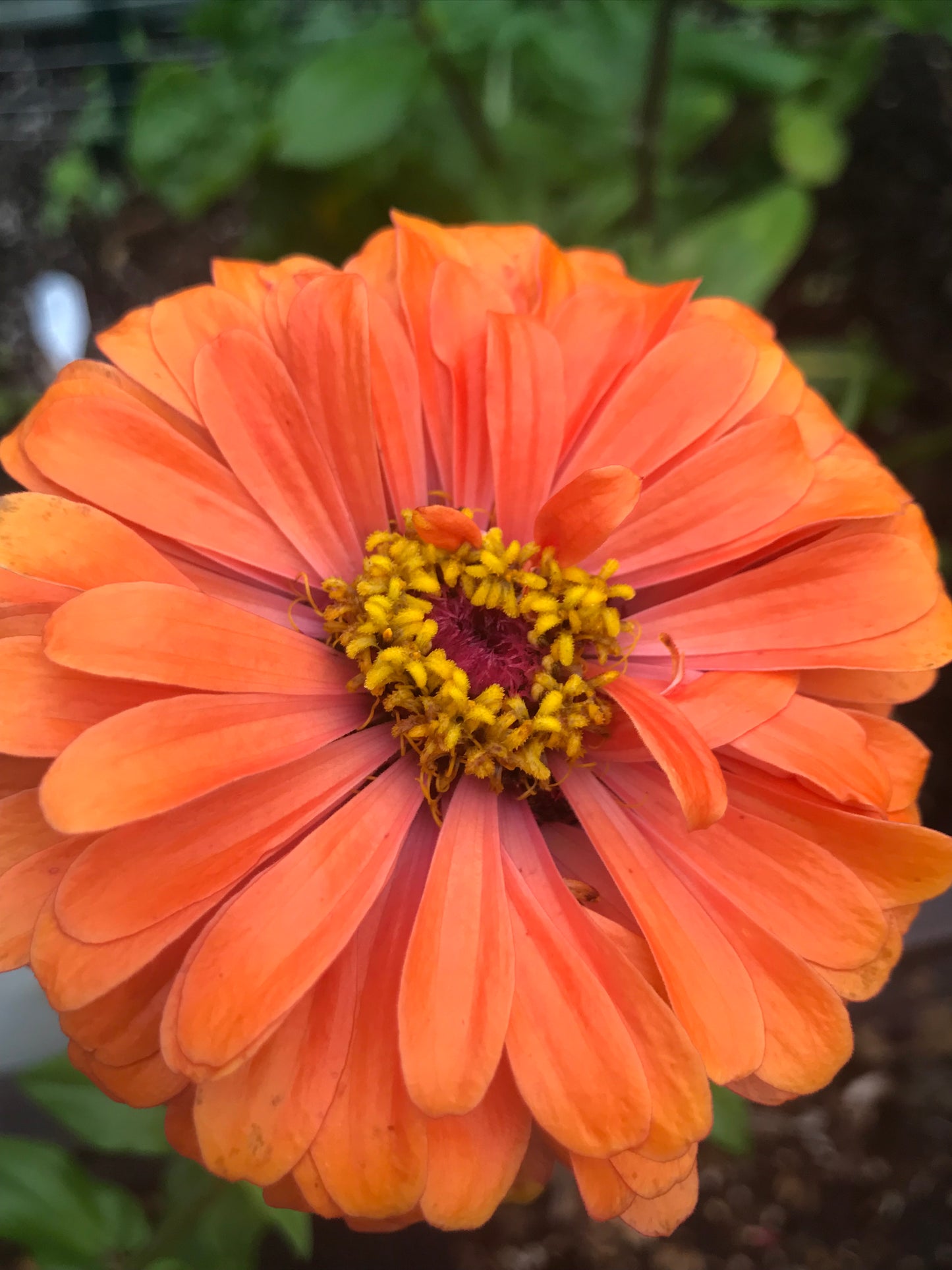 Zinnia, Salmon Rose