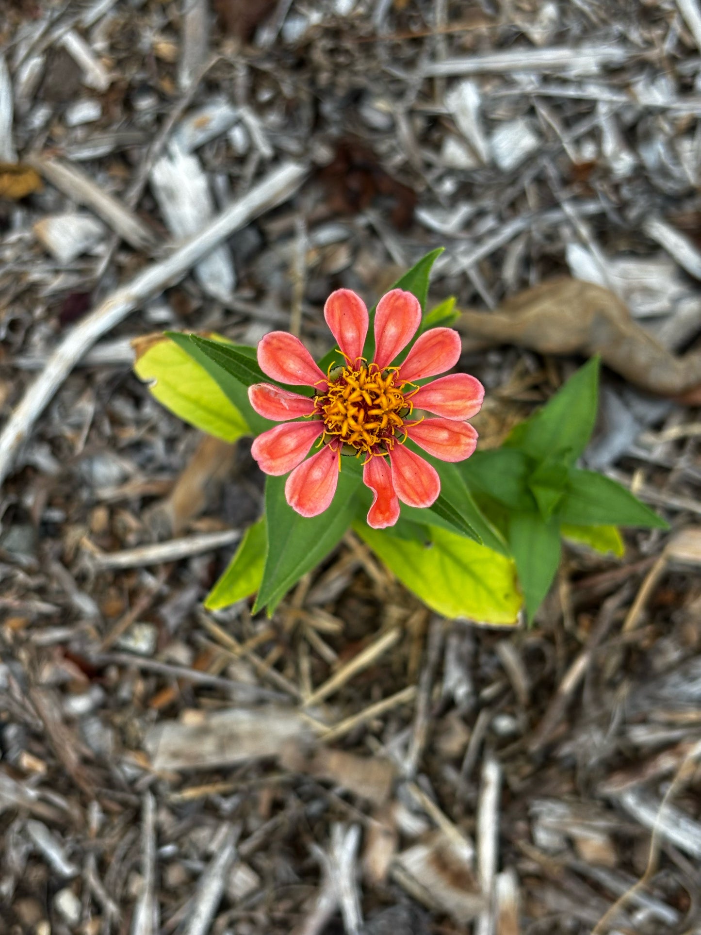 Zinnia, Salmon Rose