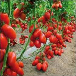 Tomato, San Marzano