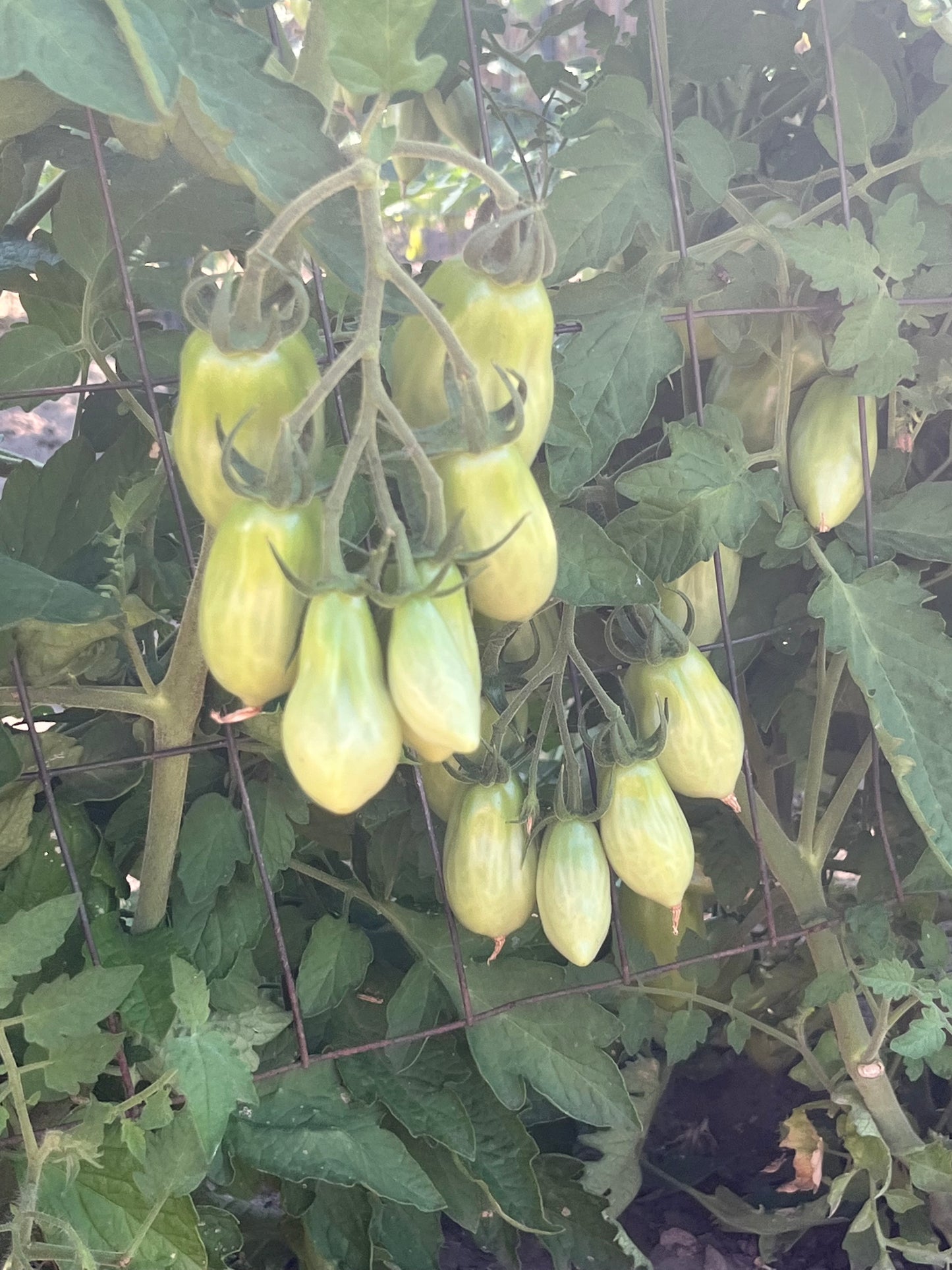 Tomato, San Marzano