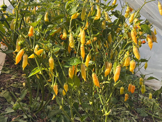 Yellow peppers growing on a Sugar Rush Peach Pepper plant in the ground with a white row cover