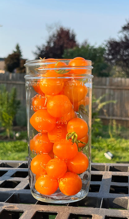 Clear, tall mason jar full of sweet orange cherry tomatoes in backyard. 