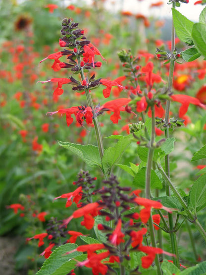 Salvia, Texas Hummingbird Sage