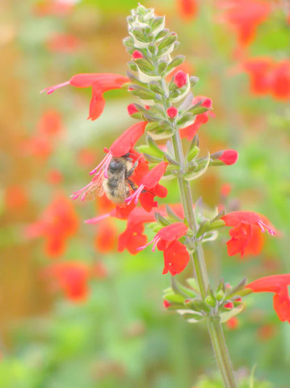 Salvia, Texas Hummingbird Sage