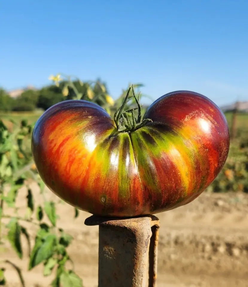 Tomato, Solar Vortex