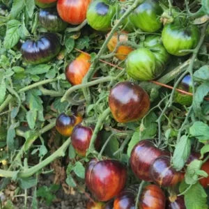 Tomato, Solar Vortex
