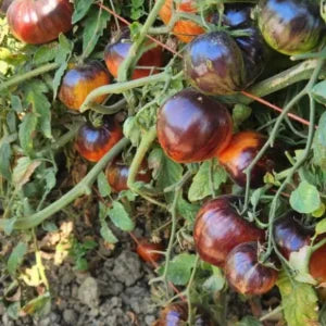 Tomato, Solar Vortex