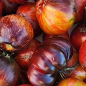 Tomato, Solar Vortex