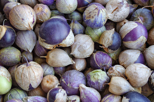 Tomatillo, Purple de Milpa