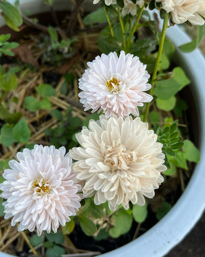 Aster, Tower Chamois