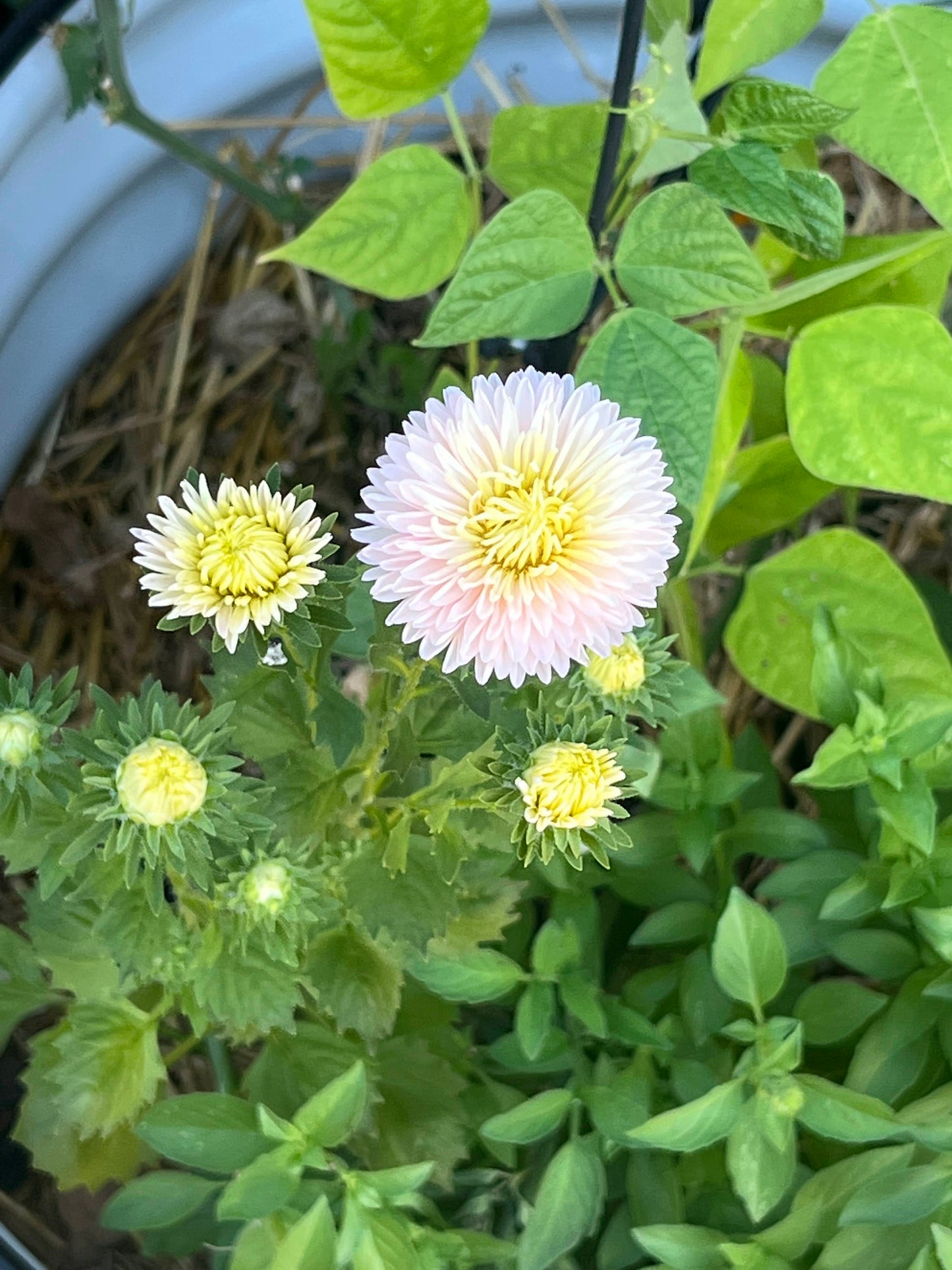 Aster, Tower Chamois