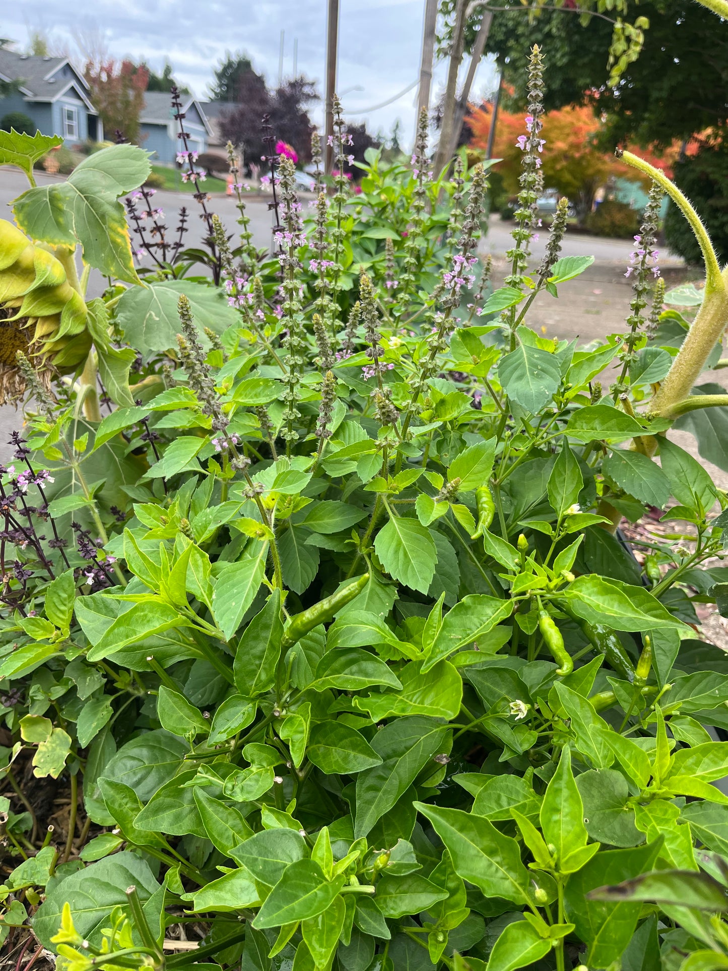 Holy Basil/Tulsi growing in a raised bed next to Lemon peppers in Oregon.  