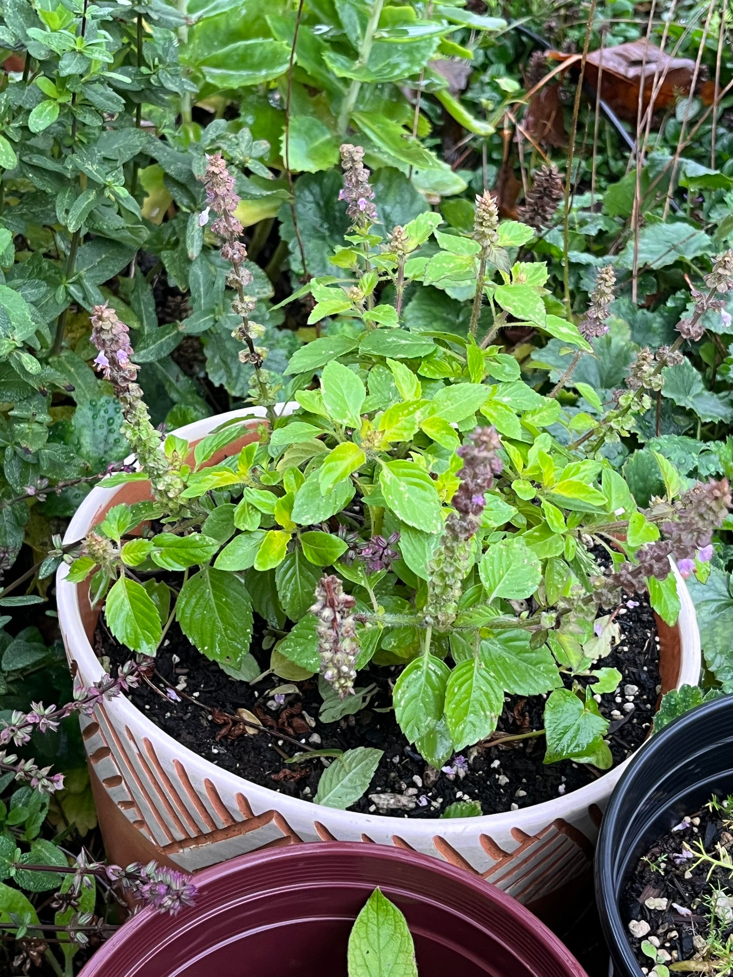 Holy Basil (Tulsi) growing in terra cotta planter pot