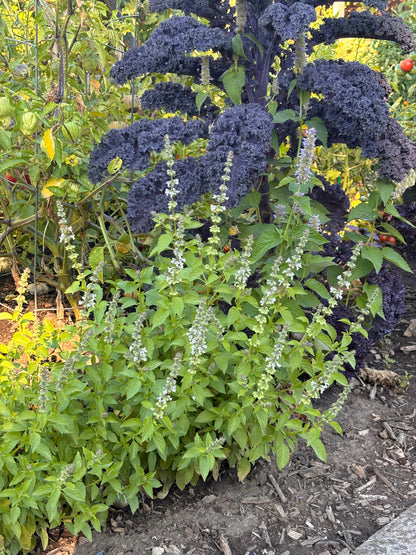 Basil, Tulsi / Holy Basil