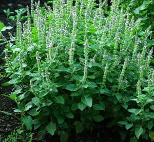 Basil, Tulsi / Holy Basil