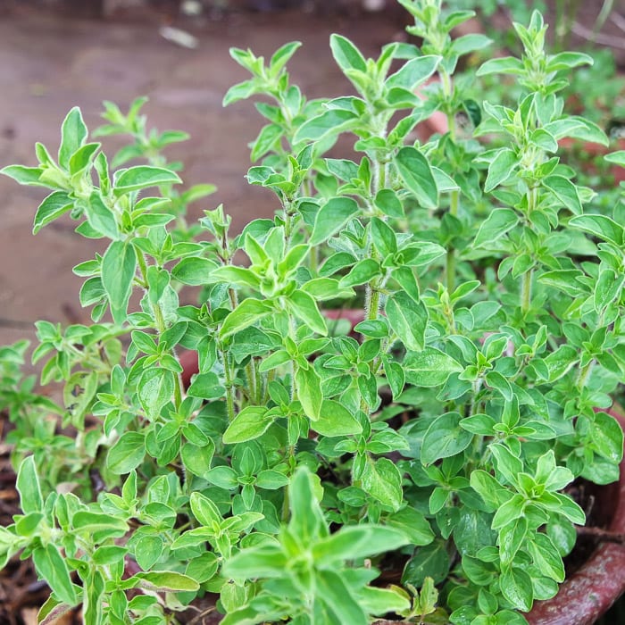 Oregano, Greek