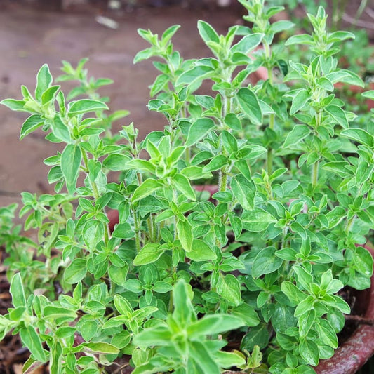 Oregano, Greek