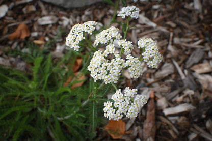 Yarrow