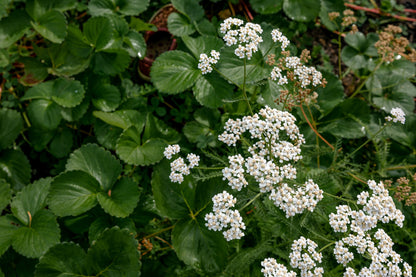 Yarrow