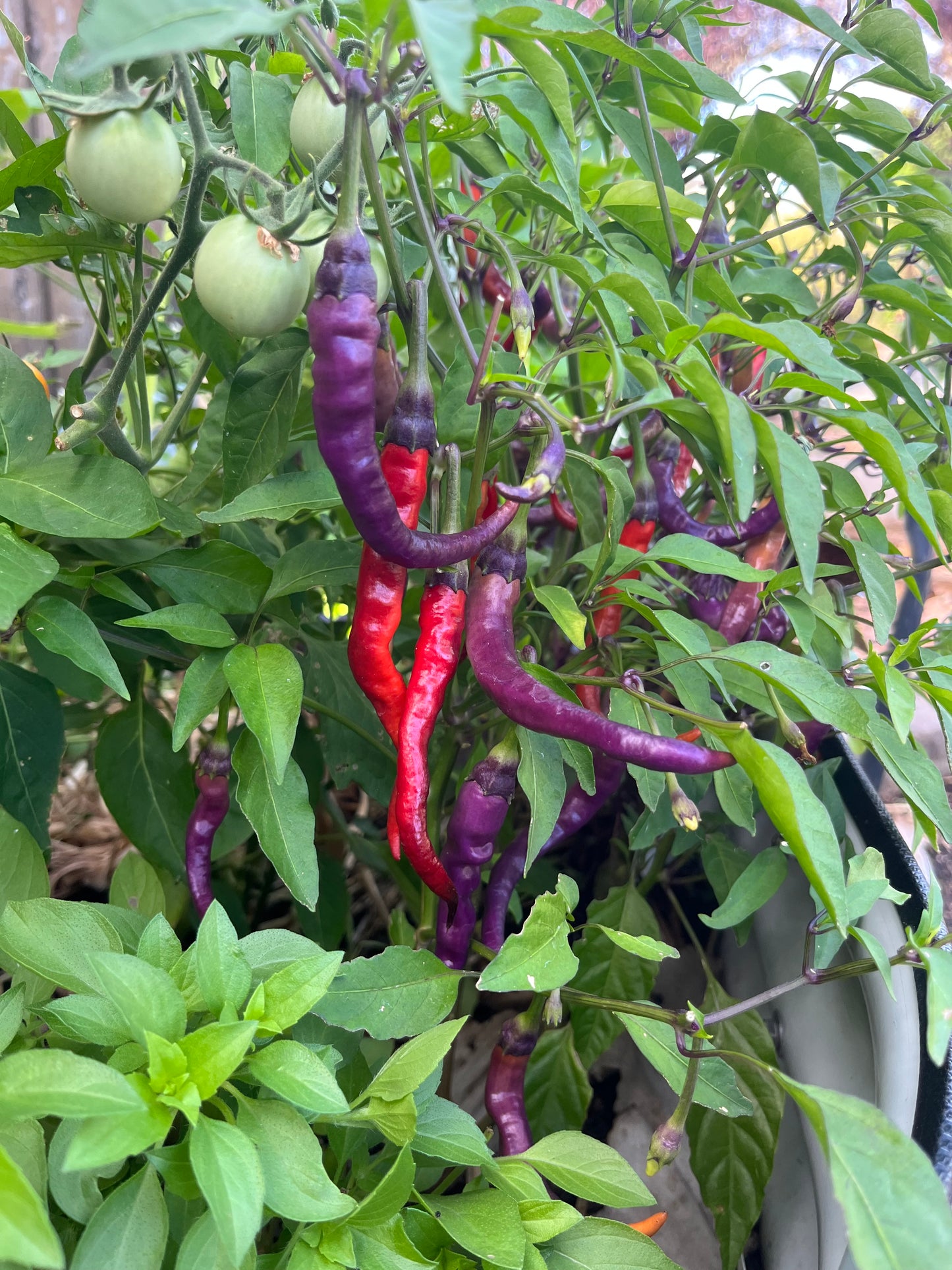 Purple and red cayenne peppers growing on a plant with green leaves.
