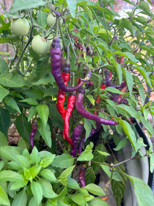 Purple and red cayenne peppers growing on a plant with green leaves.