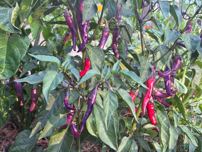 Purple and red chili peppers growing on a plant with green leaves.
