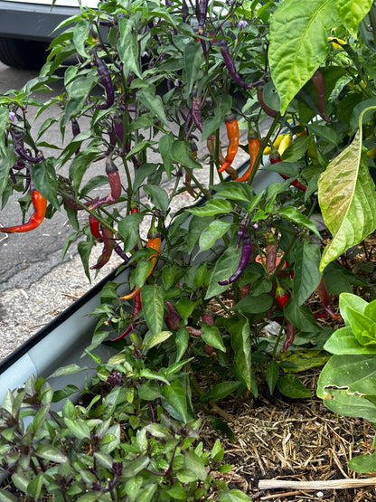 Pepper plant with red and orange peppers growing in a container.