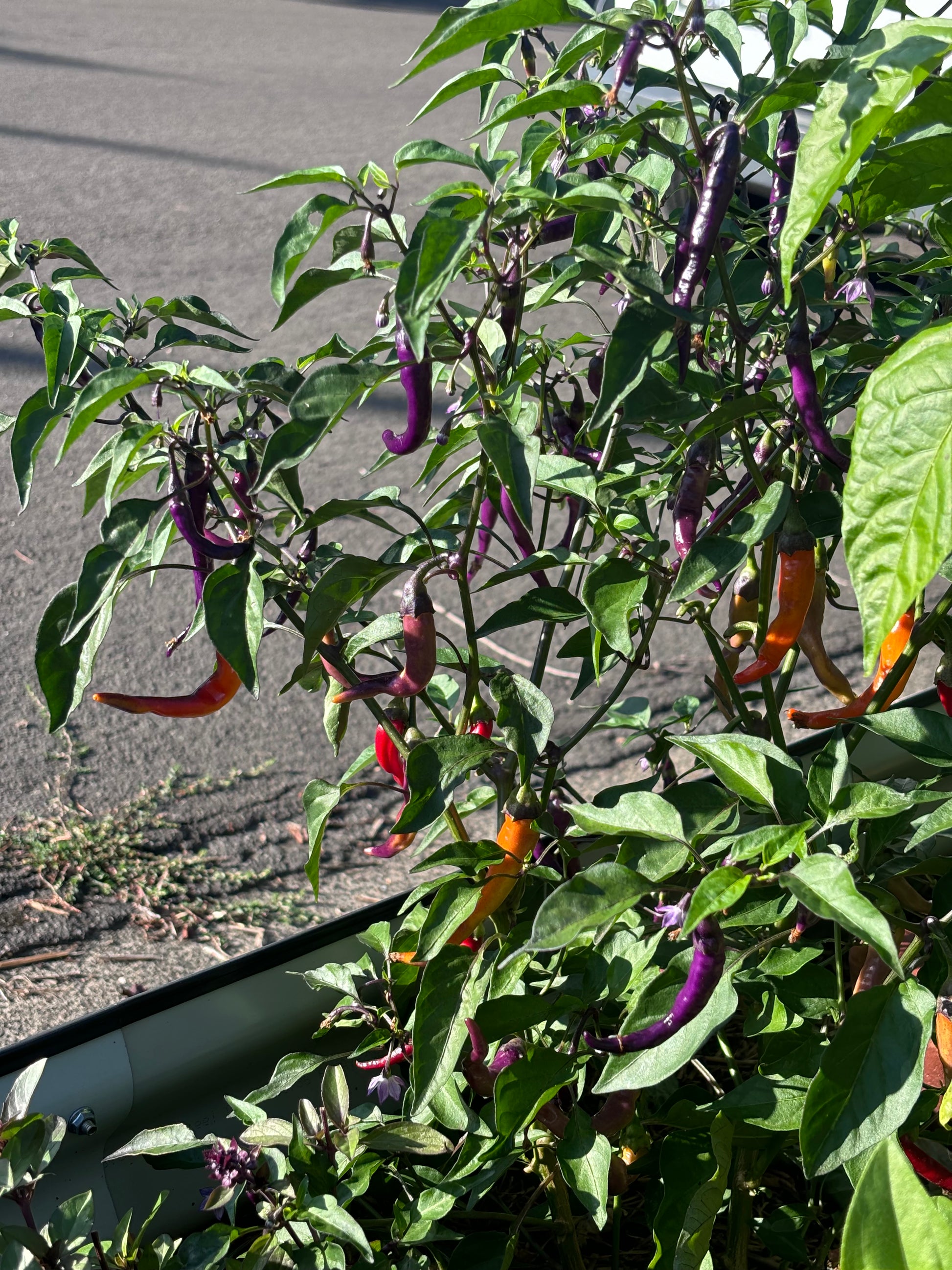 Green chili peppers with purple stems hanging from a plant against a wooden fence.