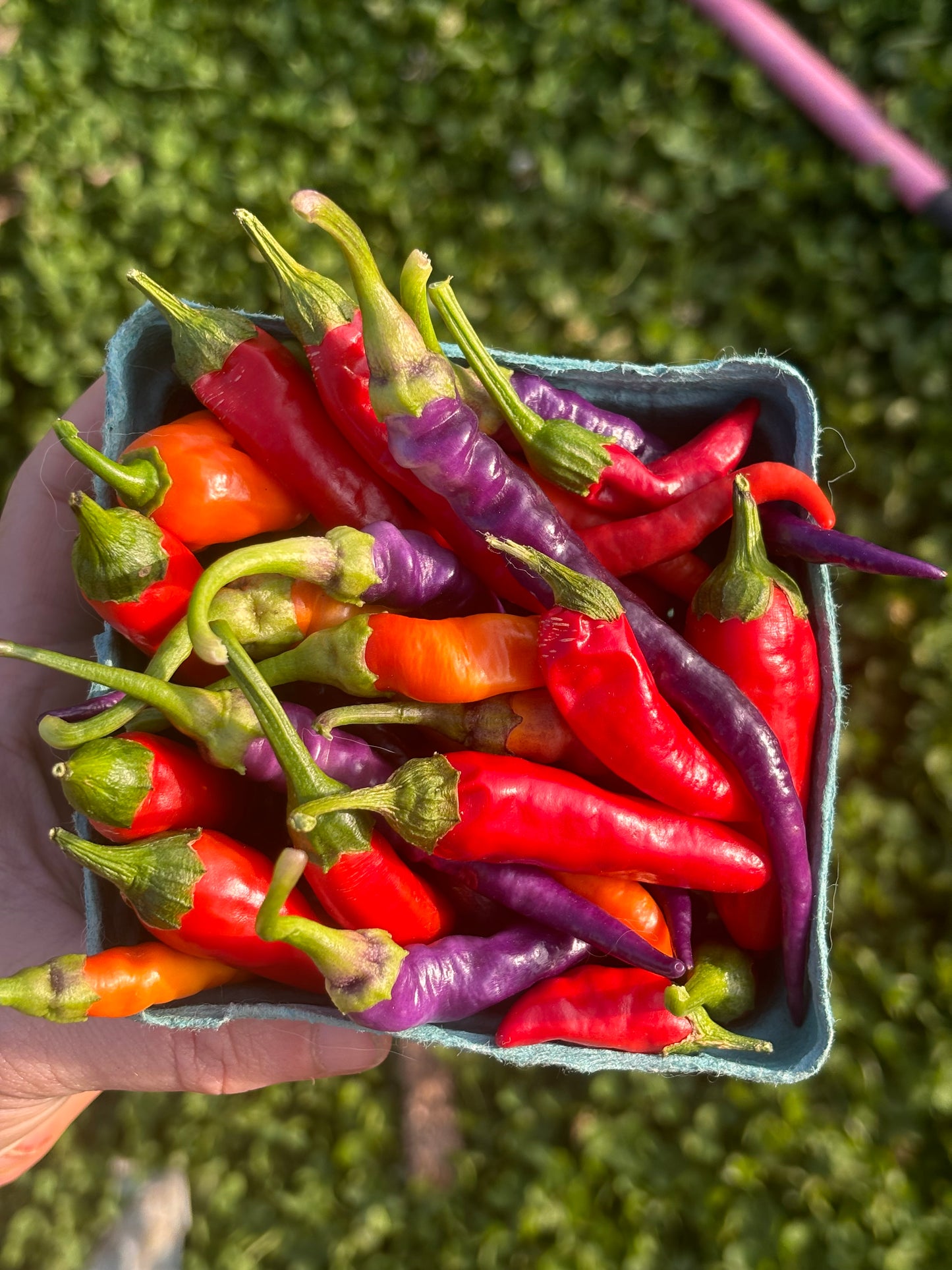 Hand holding a small blue basket filled with colorful peppers against a green background
