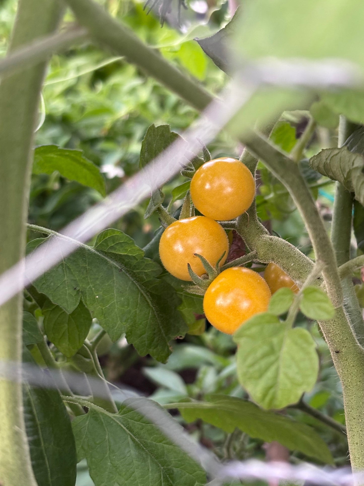 Yellow sungold cherry tomatoes on a plant with green leaves and branches.