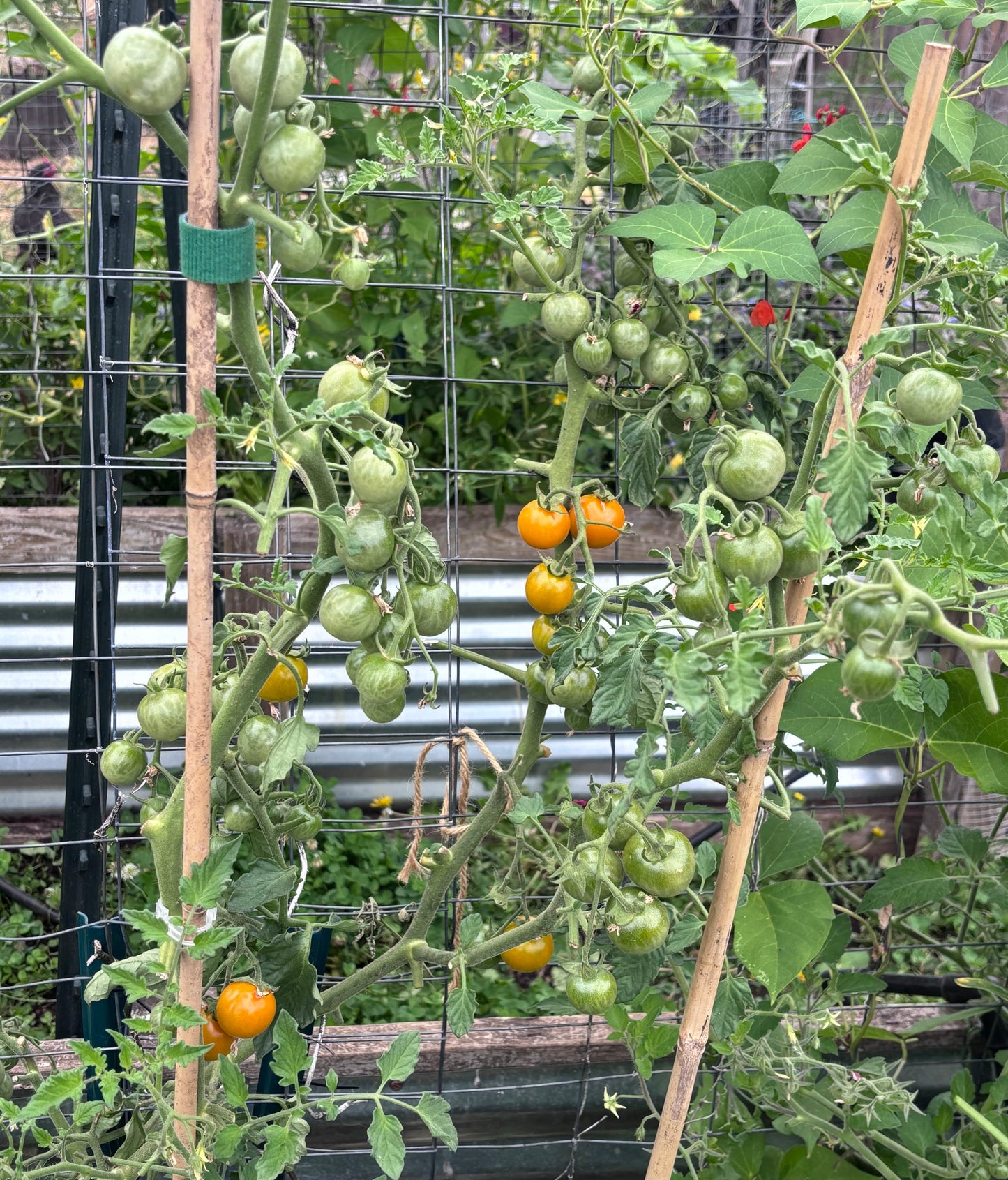Tomato plant with green and yellow tomatoes growing on a trellis.