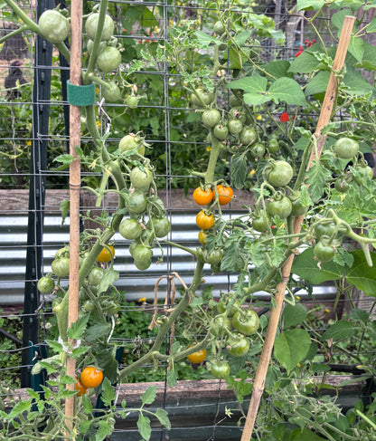 Tomato plant with green and yellow tomatoes growing on a trellis.
