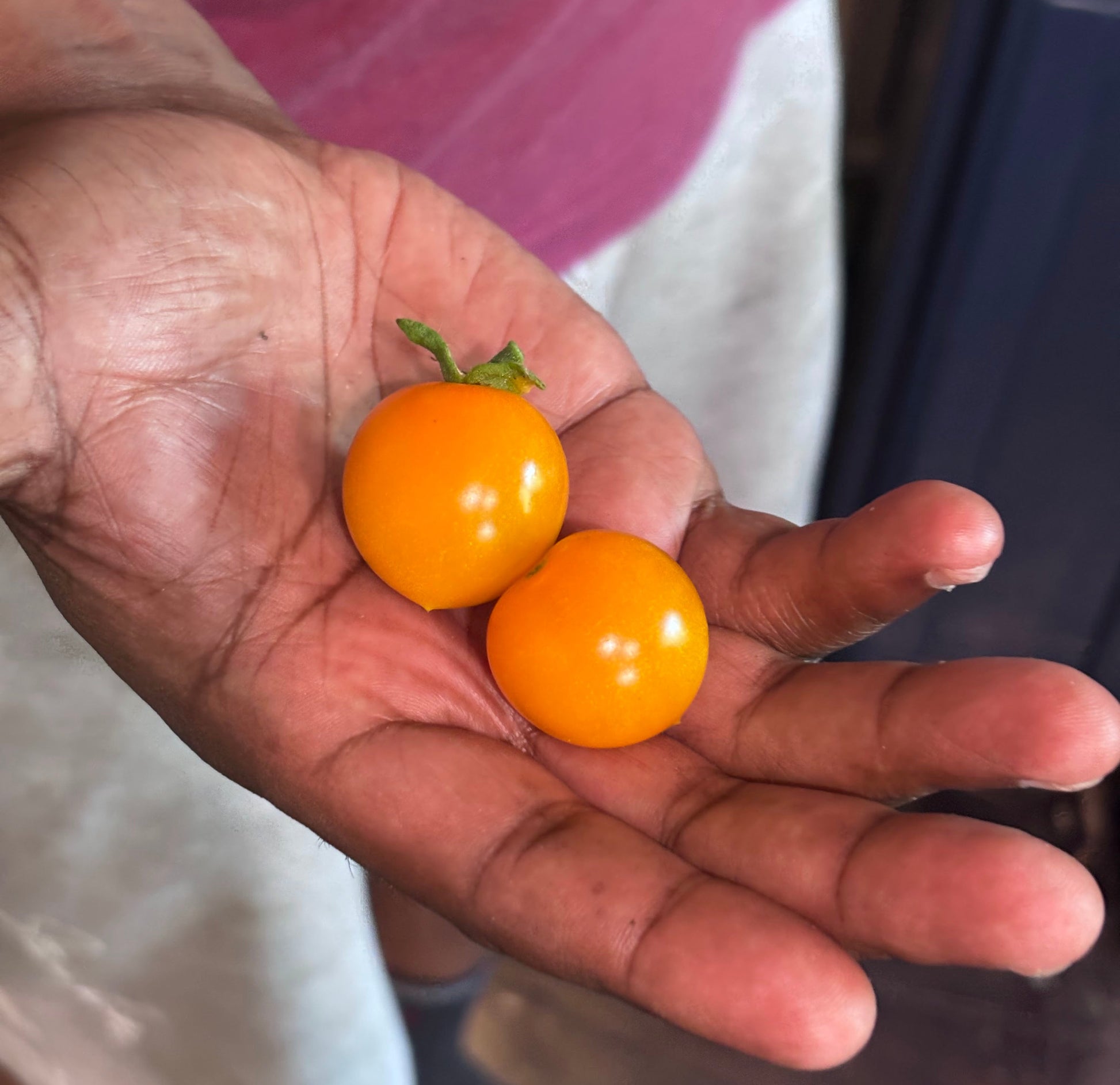 Hand holding two small yellow sungold cherry tomatoes with a blurred background