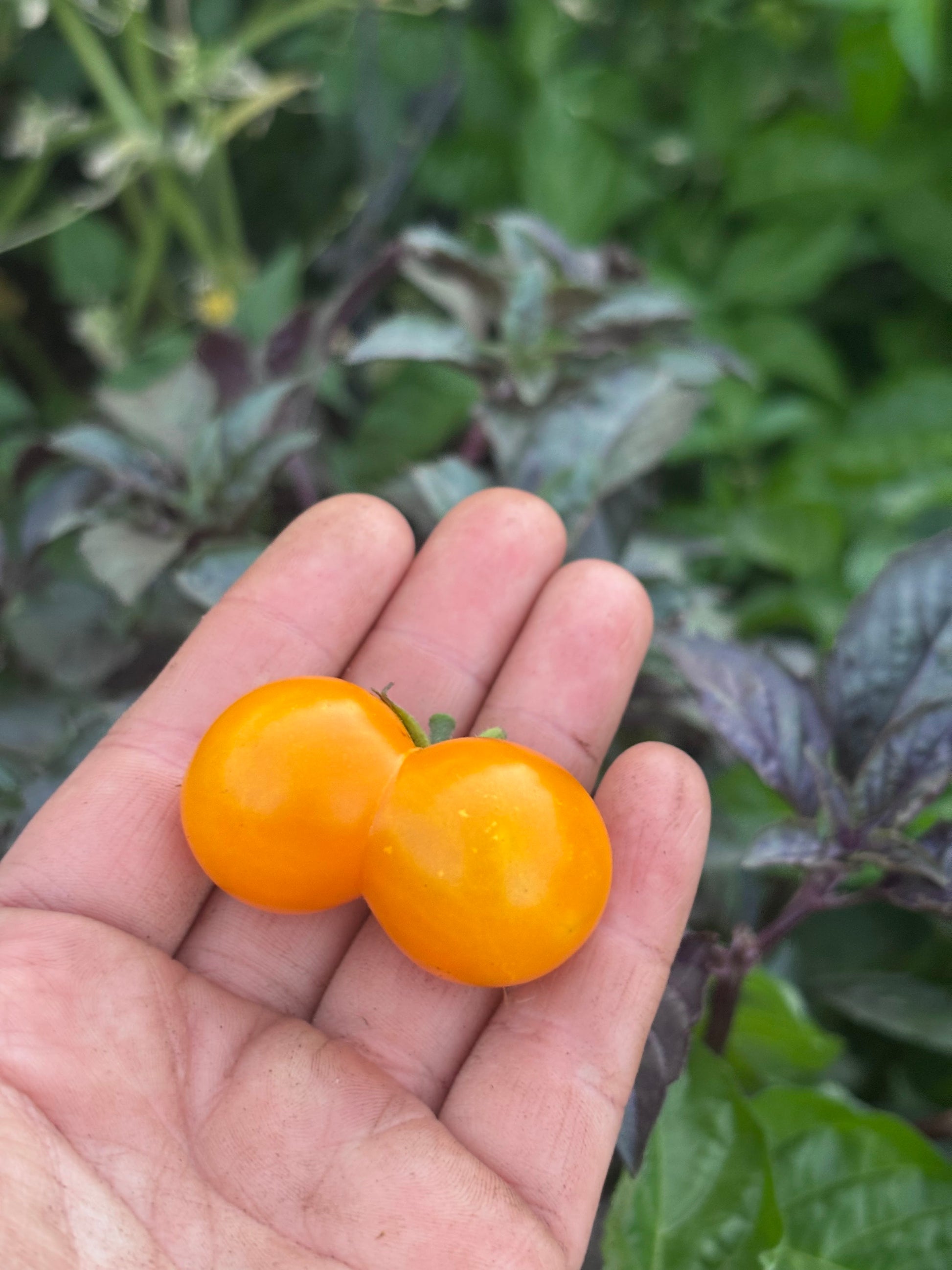 Hand holding two small orange cherry tomatoes with a blurred green leafy background