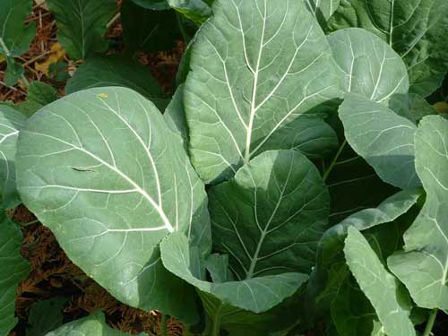 Close-up of green leafy Champion collard greens with visible veins