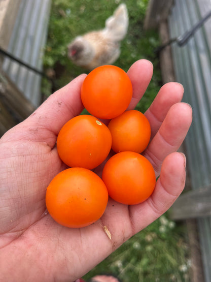 5 Sweet Orange II cherry tomatoes, in caucasian hand, with chicken in the background near garden beds.